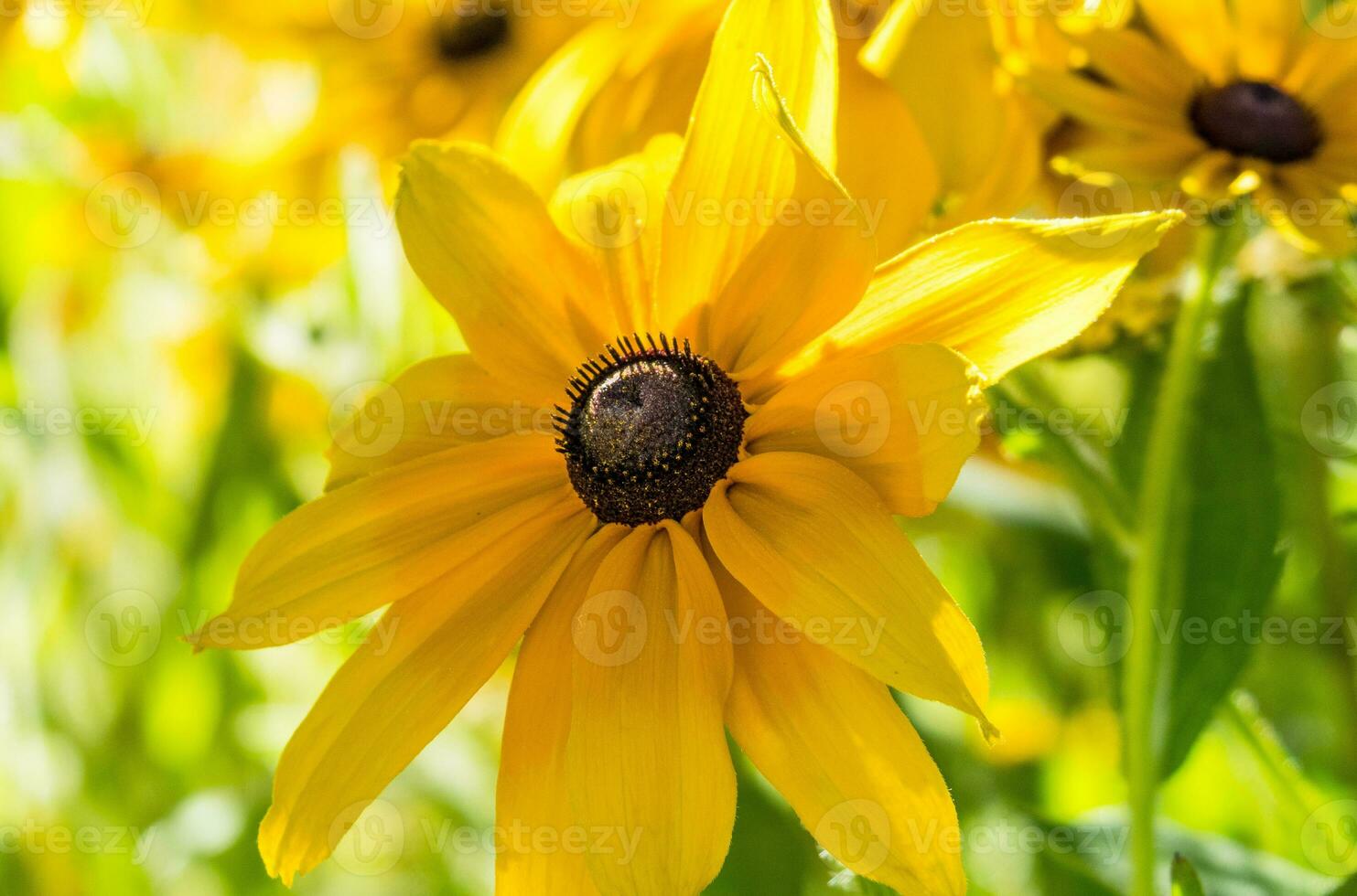 hermosas flores de colores foto