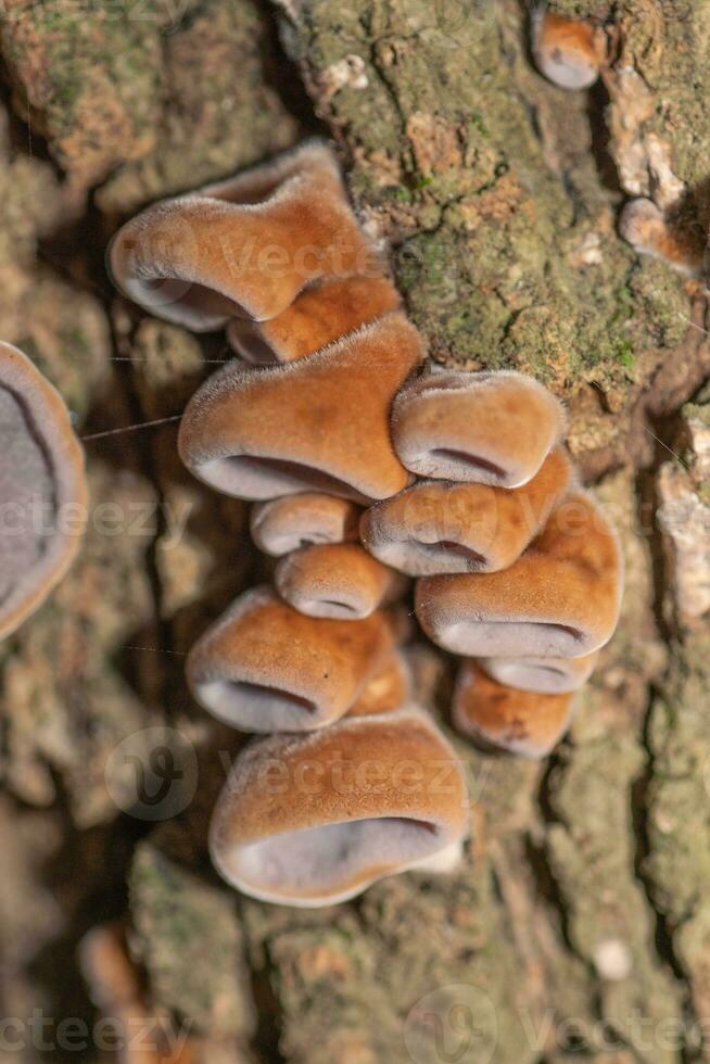 the brown and hairy funnel shapes of the young jelly ear fungus. photo