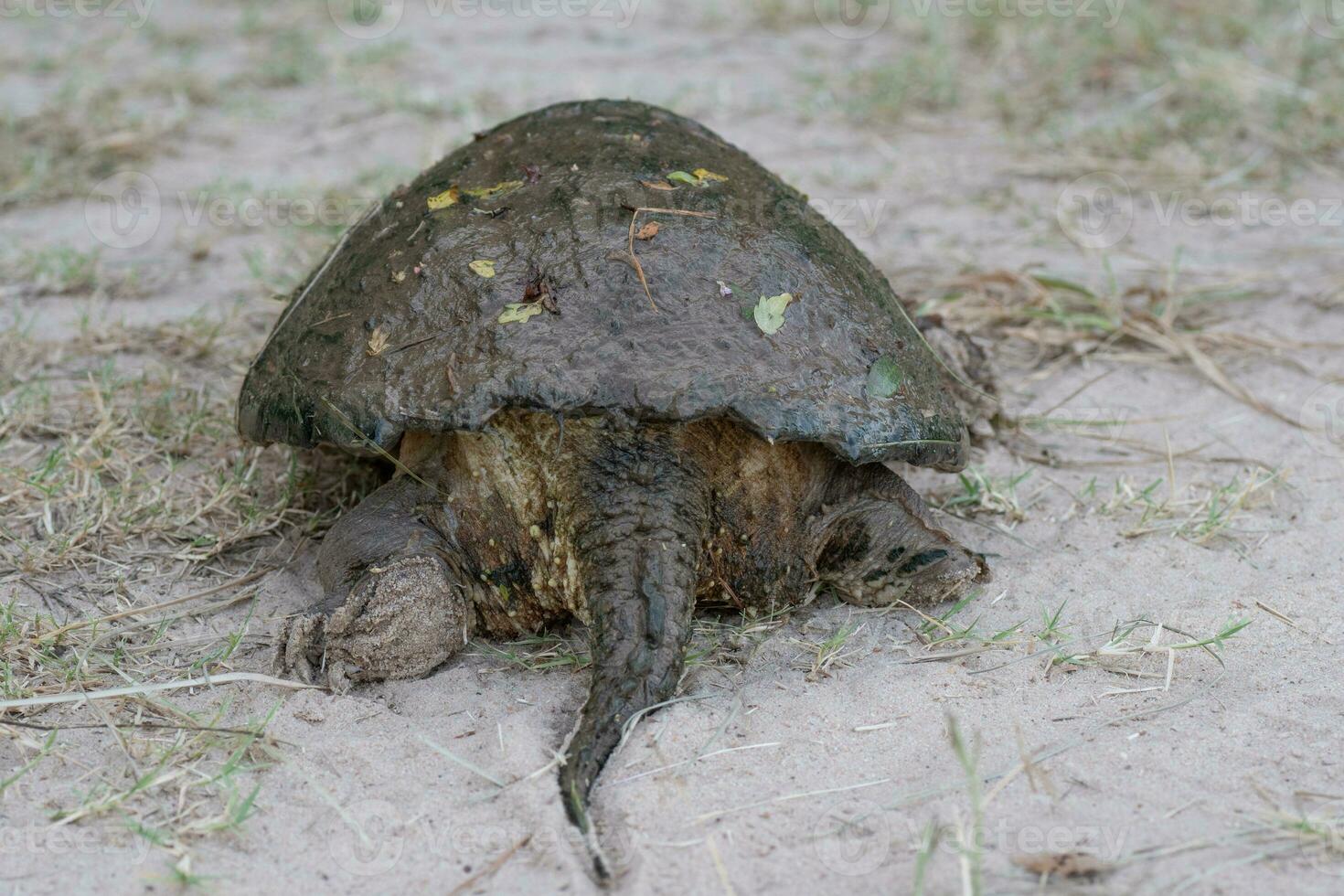 A common snapping turtle resting on a sandy footpath in East Texas. photo