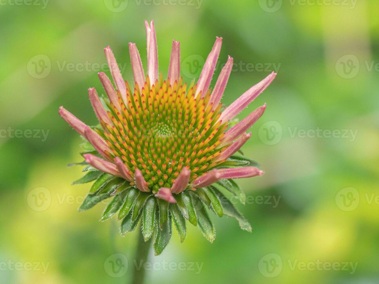 Details of an Echinacea purpurea plant in bloom against a soft green background. photo