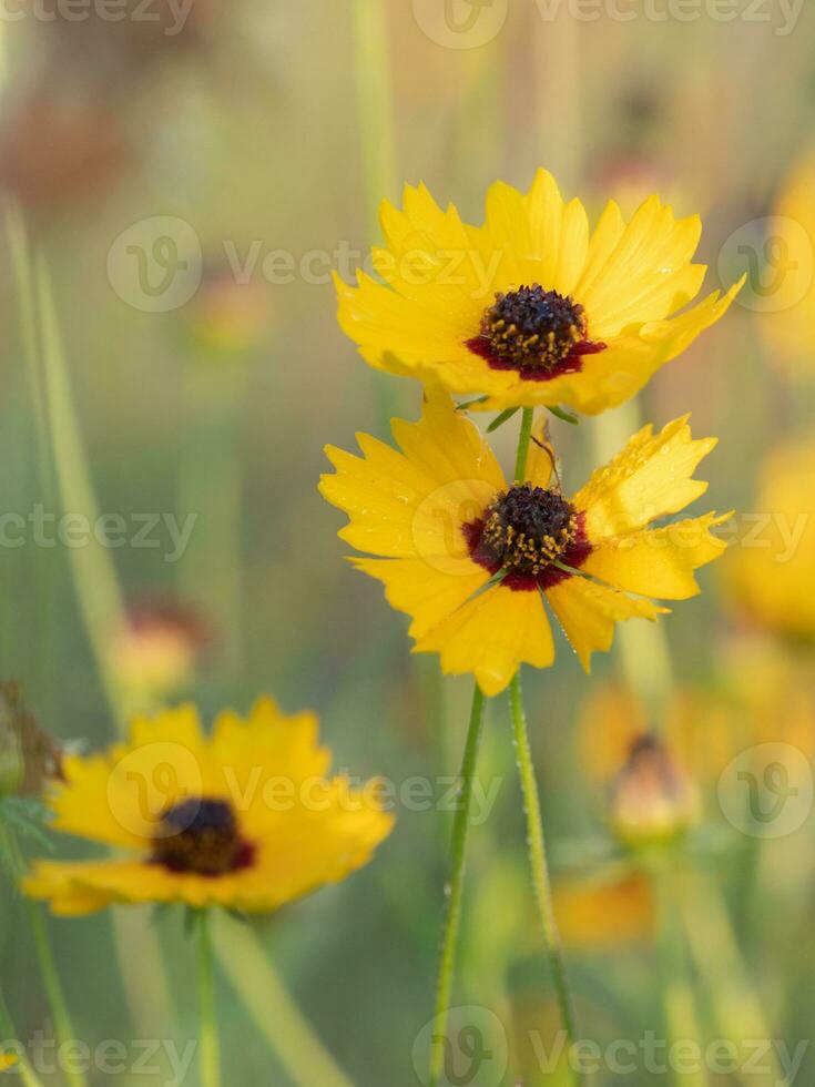 Yellow wildflowers growing in an East Texas field. photo