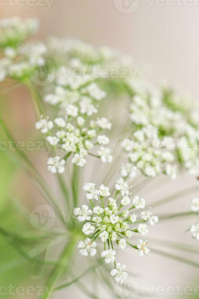 Ammi major belongs to the carrot family and has delicate white blooms. photo