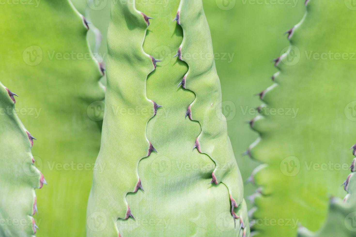 Bright green Century plant leaves with red spines. photo