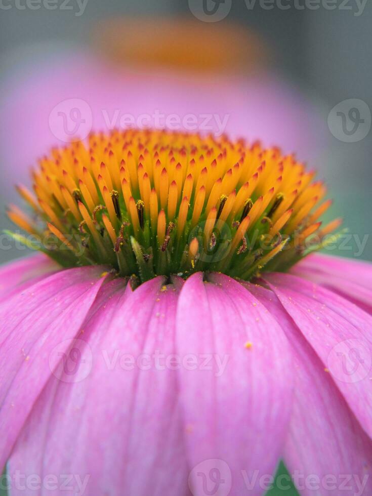 Macro image of the center of a purple coneflower and its pink petals. photo