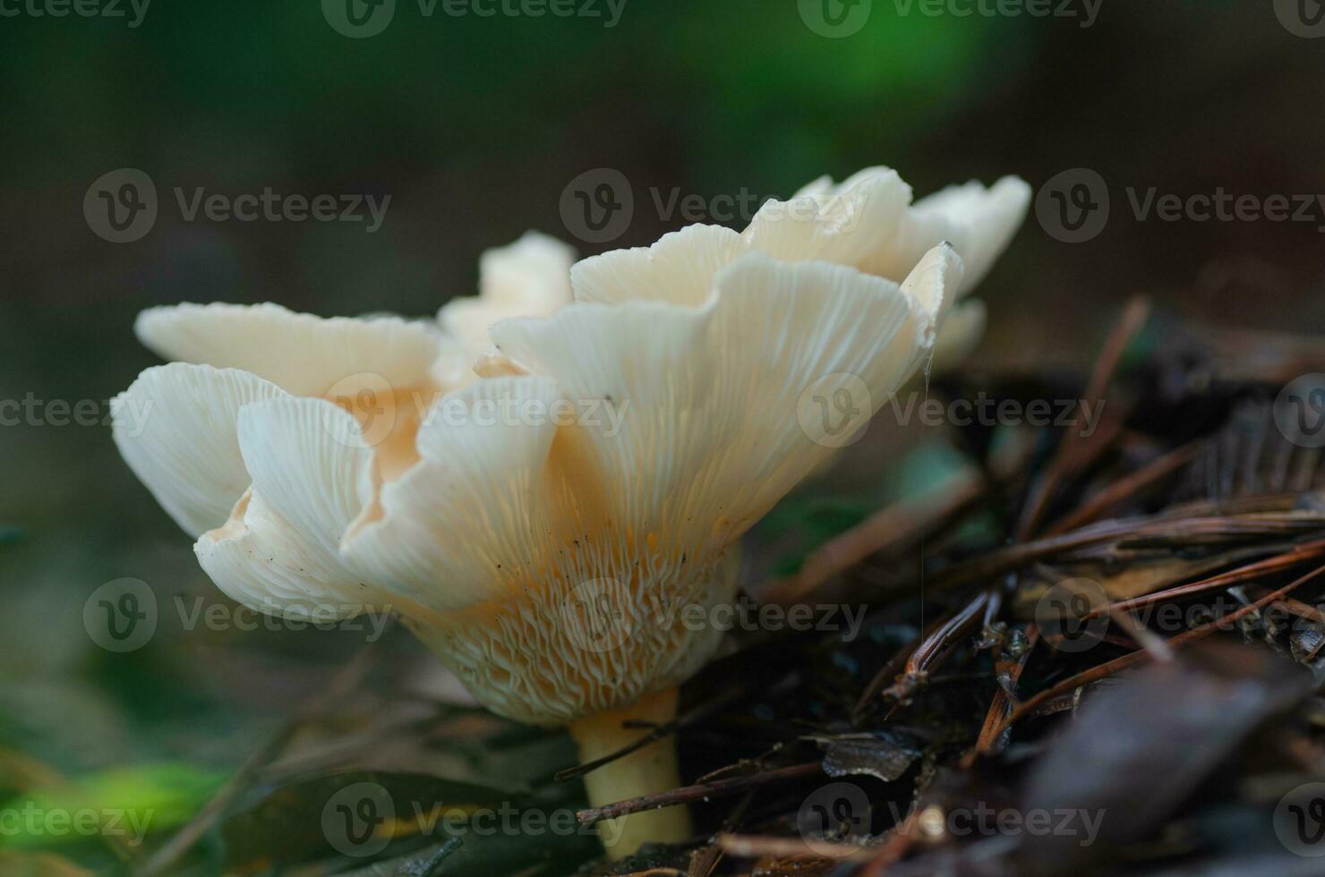 A beautiful white fungus with distinctive gills growing in a woodland in East Texas. photo