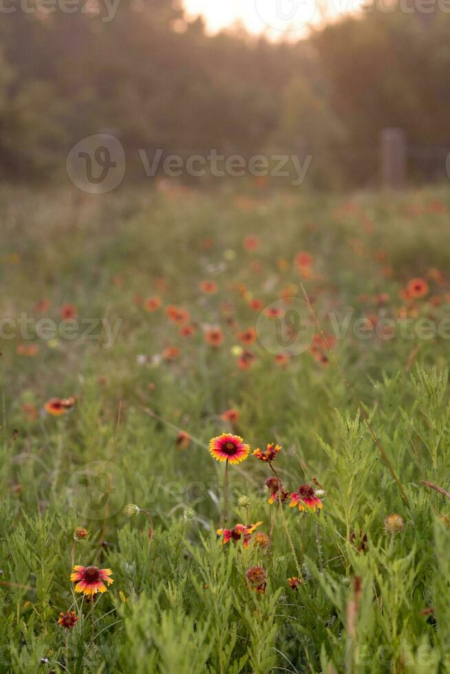 gaillardia pulchella floreciente en un prado a amanecer. foto