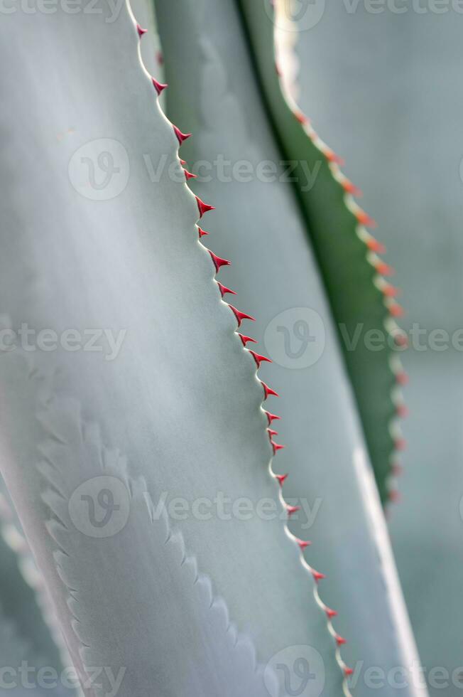 An ornamental succulent plant growing in a desert garden. photo