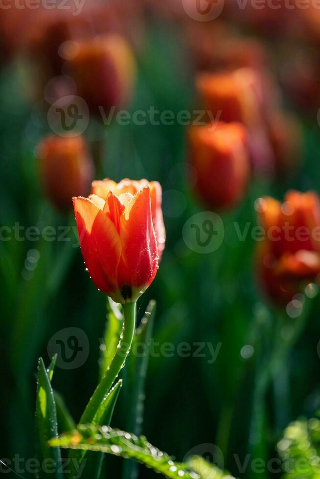 Close up buds of tulips with fresh green leaves at blur green background with copy space. Hollands tulip bloom in an orangery spring season. Floral wallpaper banner for floristry shop. Flowers concept photo