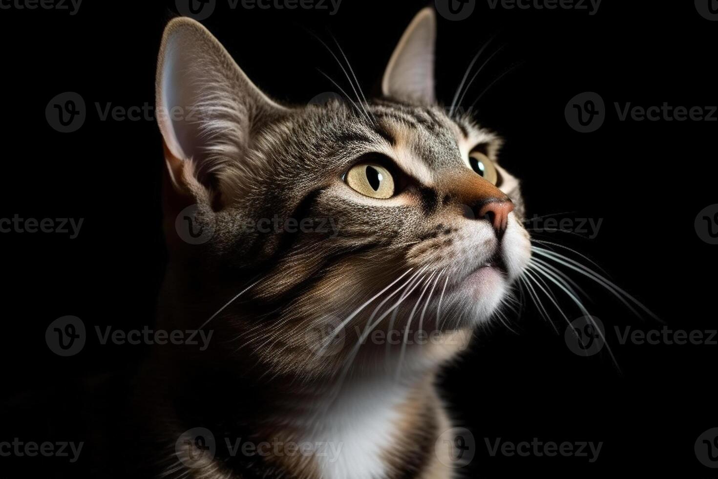 Portrait of the cute cat staring. Beautiful kitten looking deep. . photo