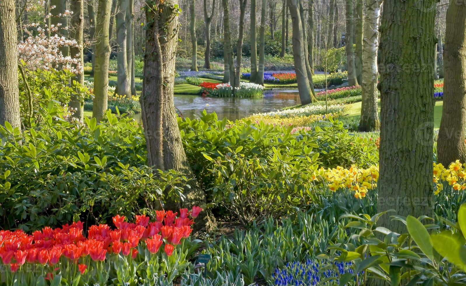 Netherlands colorful scenery and flowers photo