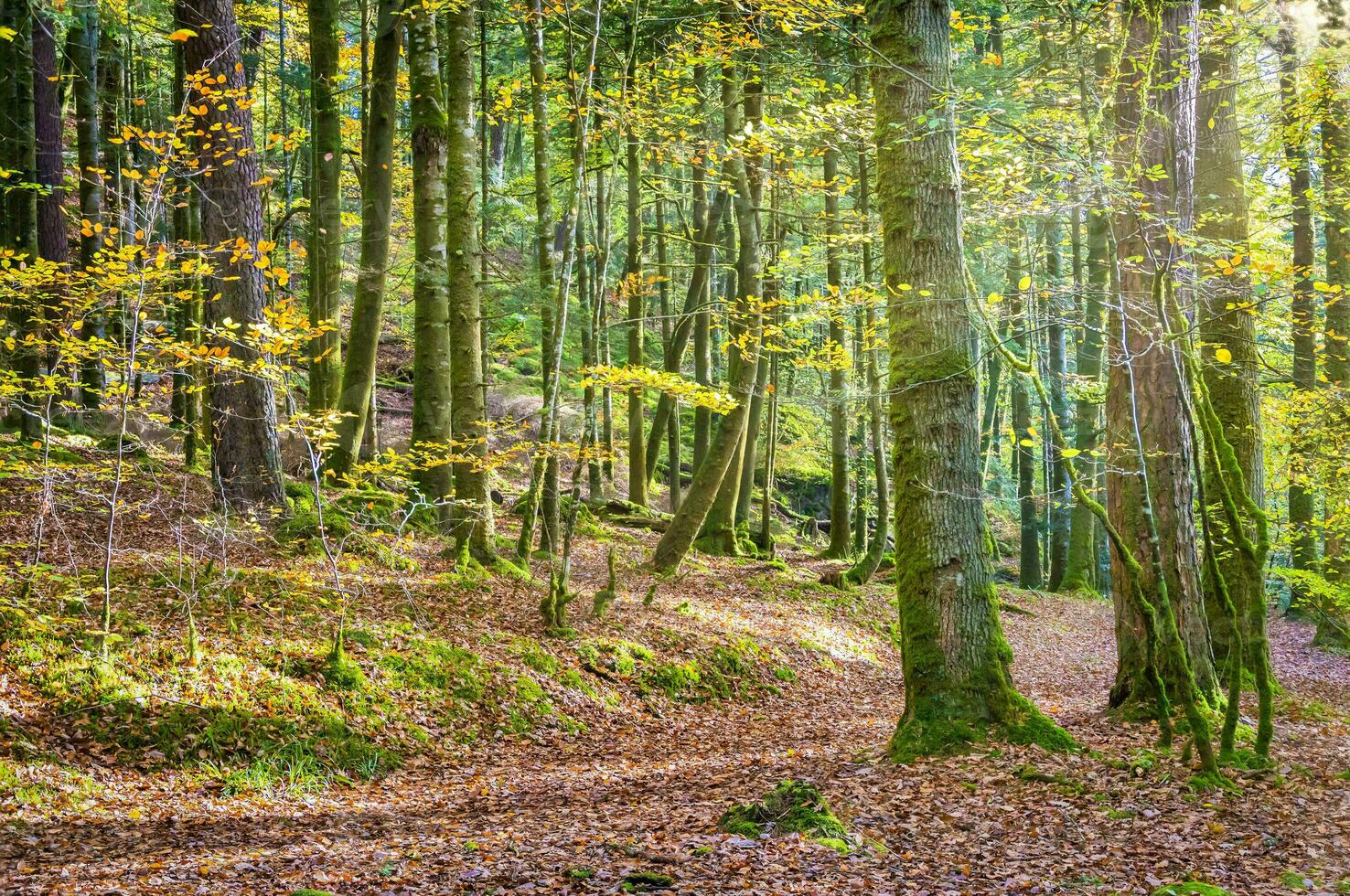 Forest nature Huelgoat in autumn photo