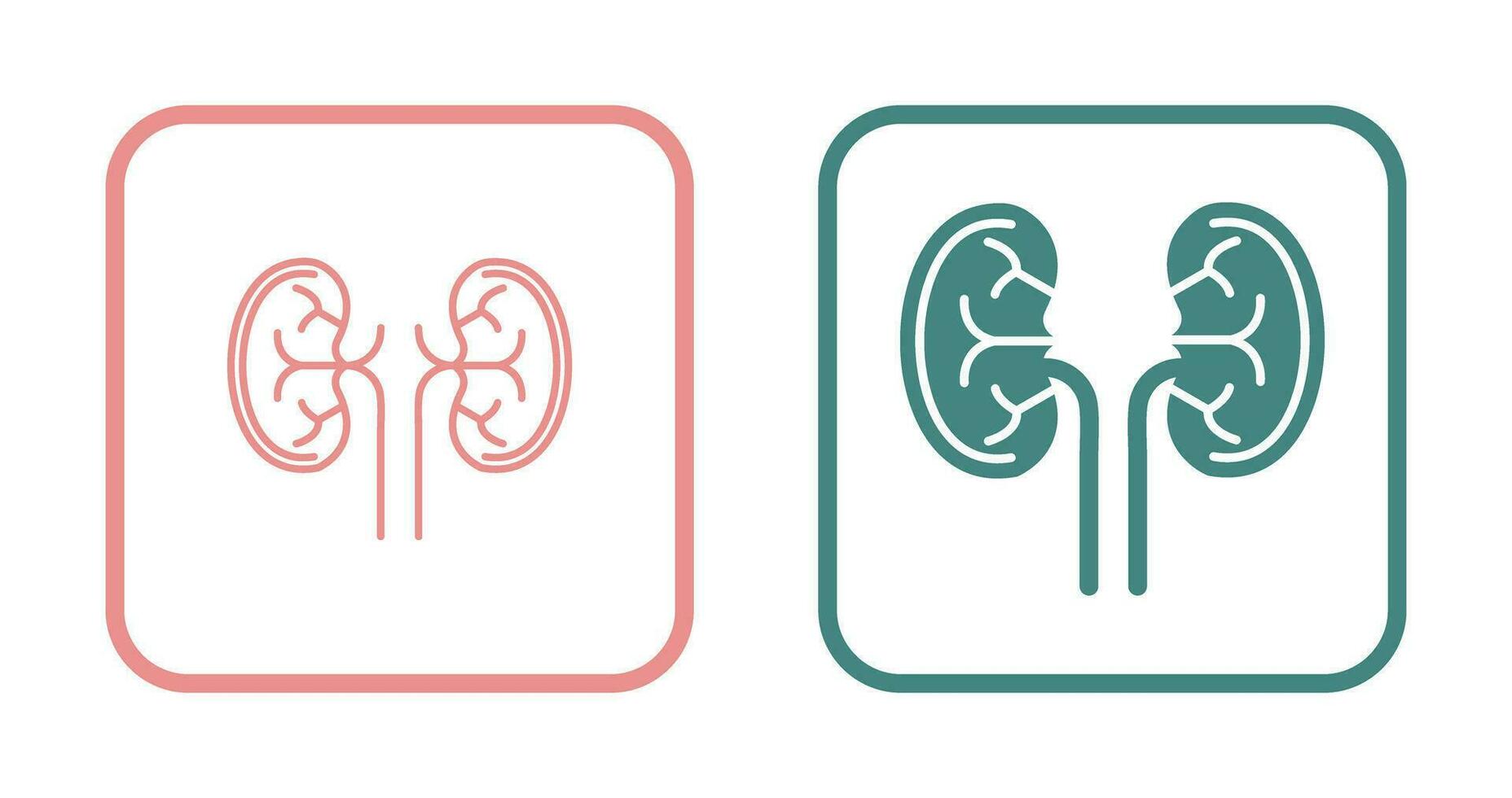 Kidney Vector Icon