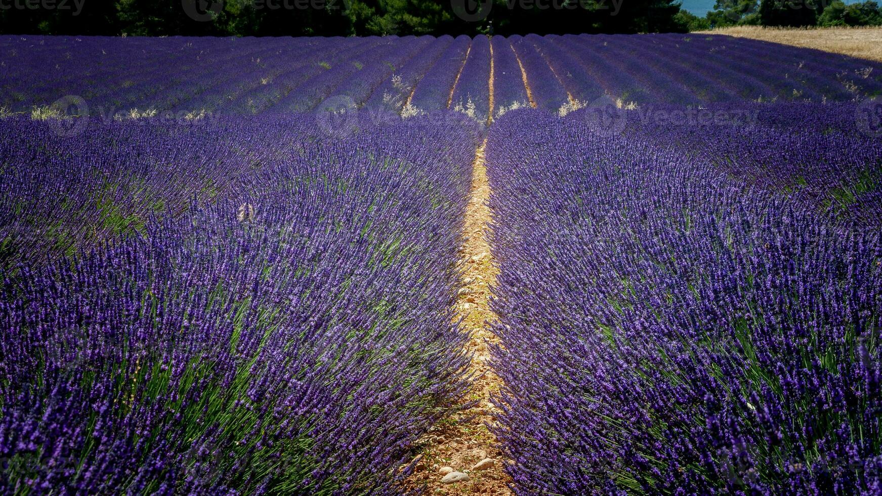 campo de lavandas flores foto