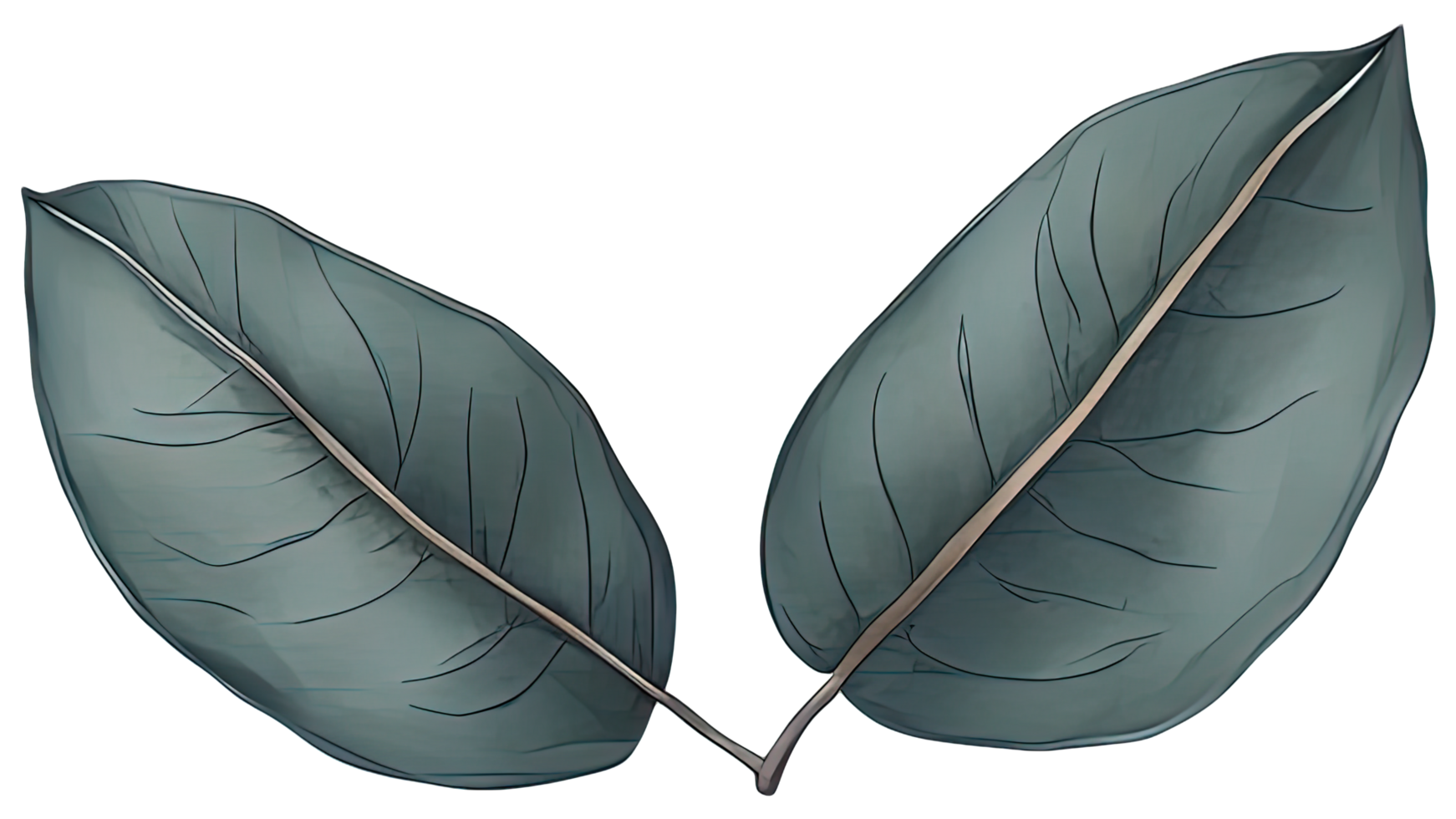 Watercolor green leaf. png