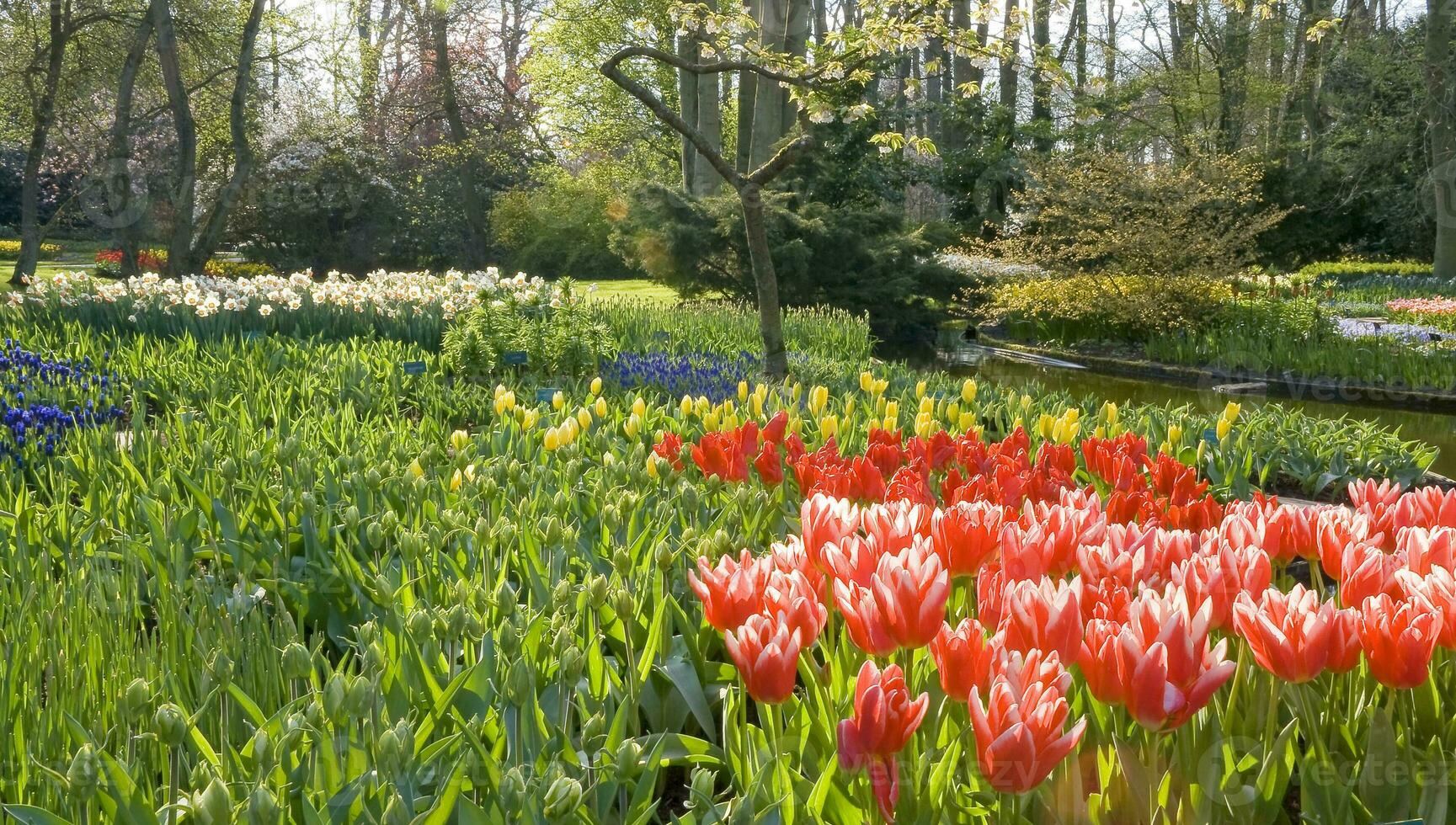 Netherlands colorful scenery and flowers photo