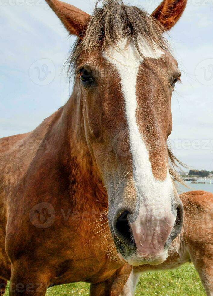 Horses in a prairei photo