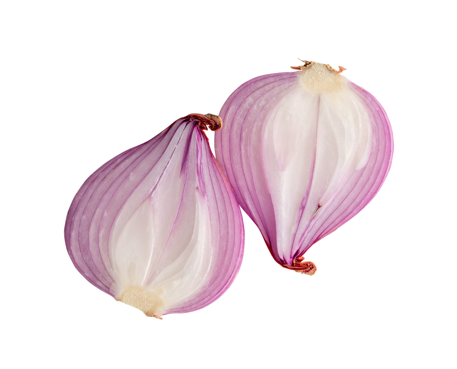 Fresh red onion bulb in halves isolated with clipping path in png file