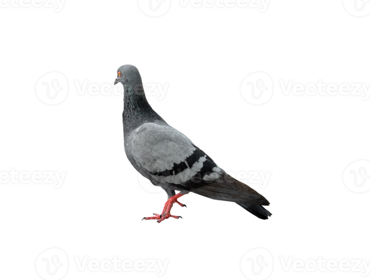 Single wild pigeon standing isolated with clipping path. in png file format