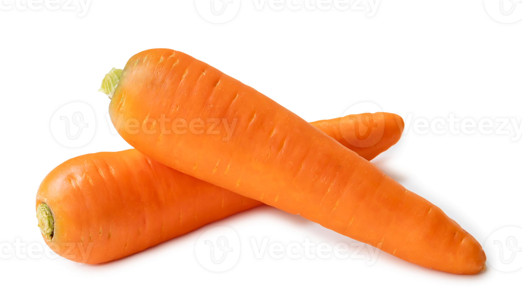 Two fresh orange carrots in stack isolated with clipping path and shadow in png file format Close up of healthy vegetable root