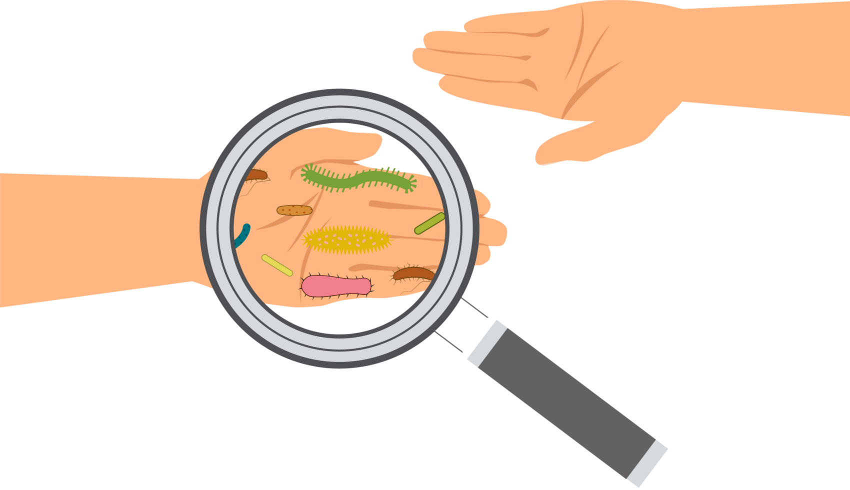 Virus and germs on hand. Checking hands with a magnifying glass. Magnifier and bacterial cells on a human palm. png