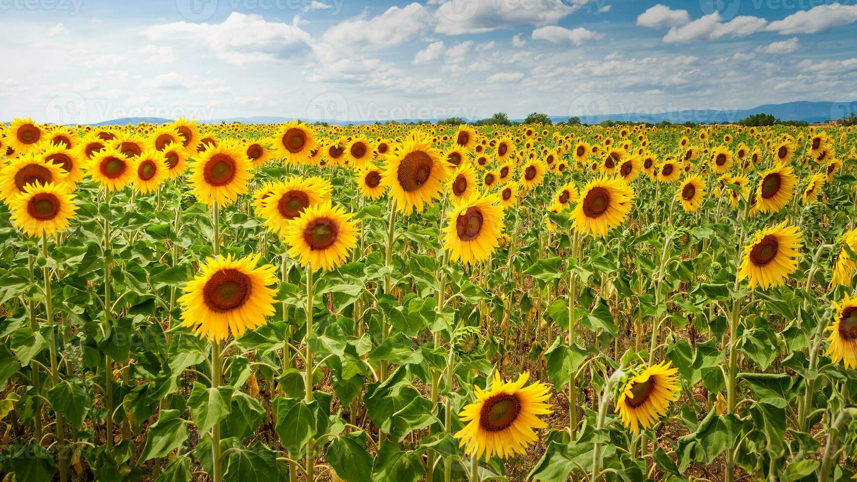 campo de girasoles foto