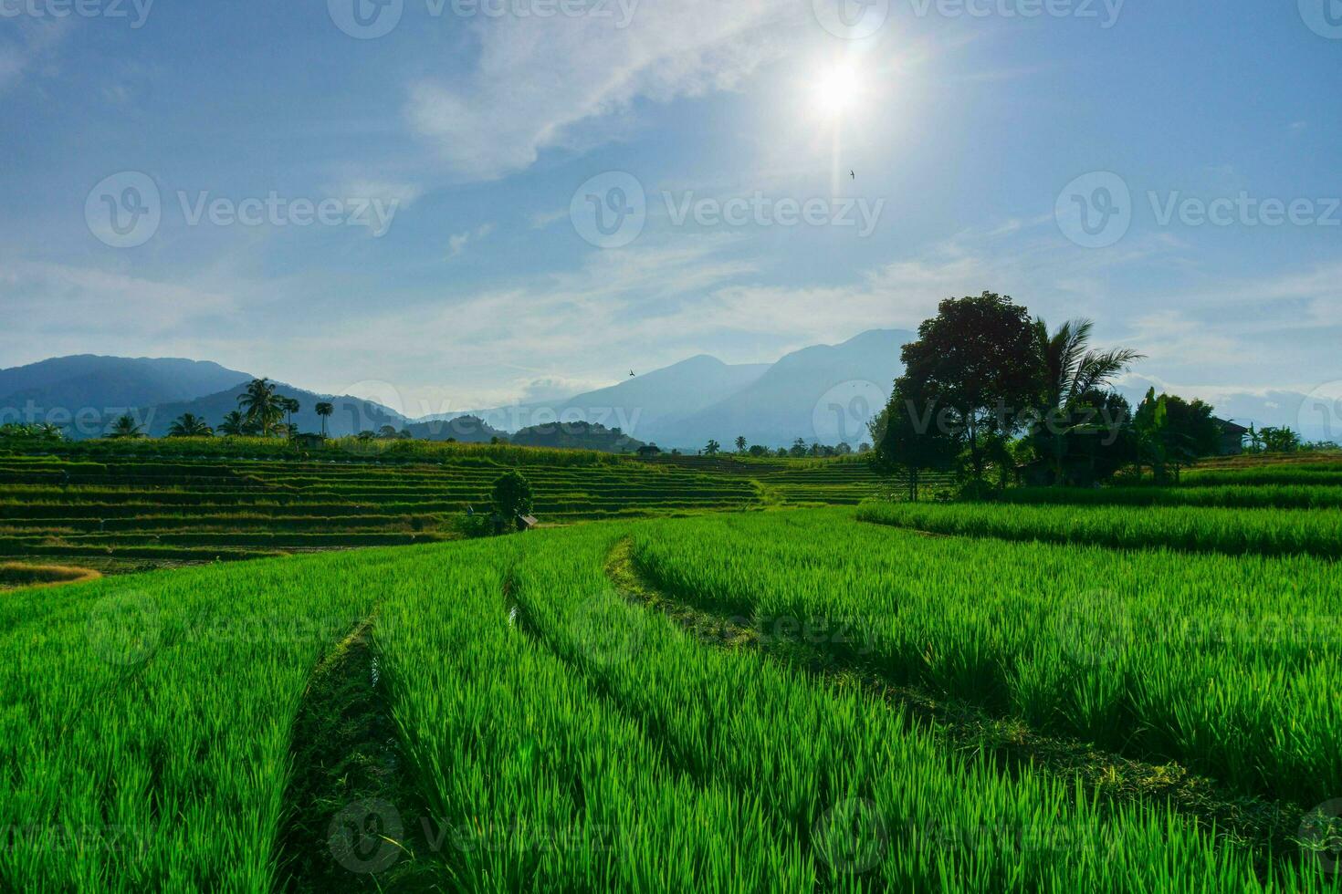 the activities of farmers in the rice fields in the Barisan Mountains, Bengkulu, North Indonesia photo