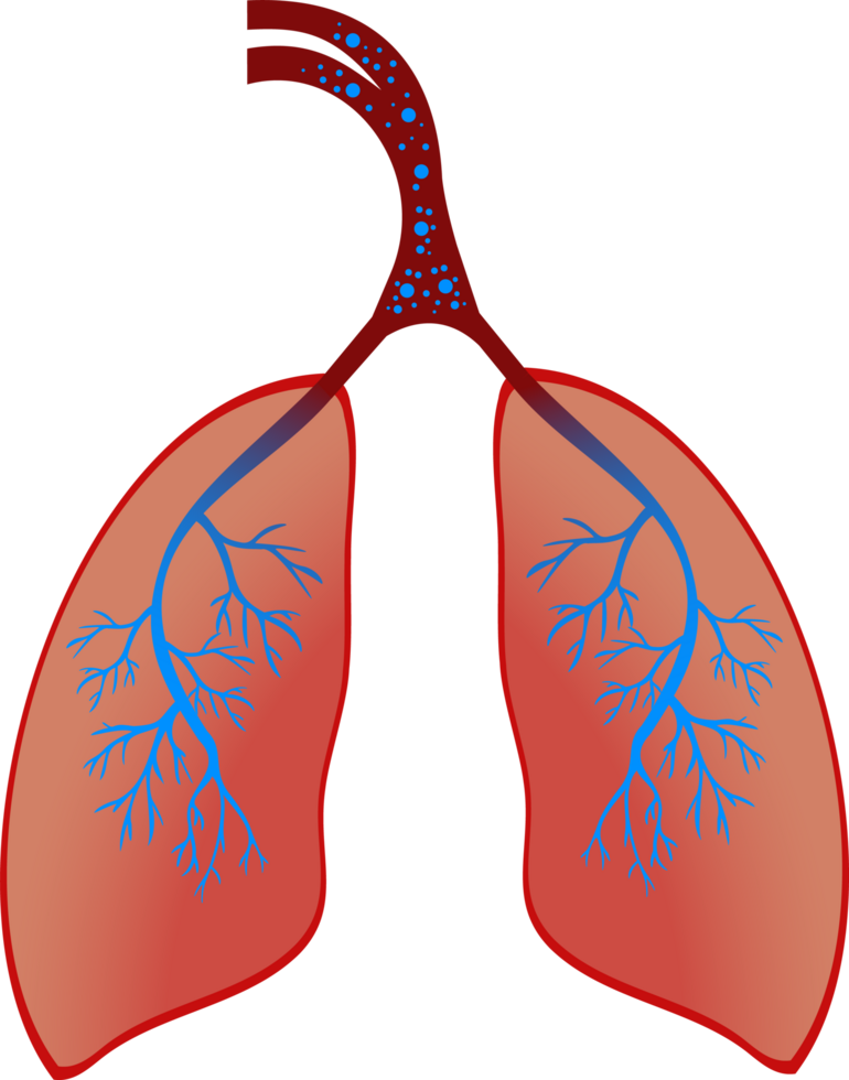 Human lung breathing oxygen illustration. Human Anatomy and lung diseases. Red lung and veins design. png