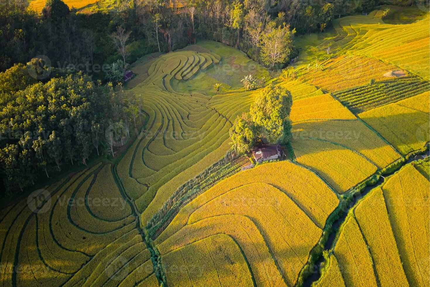 hermosa vista de la mañana indonesia panorama paisaje arrozales con color de belleza y luz natural del cielo foto