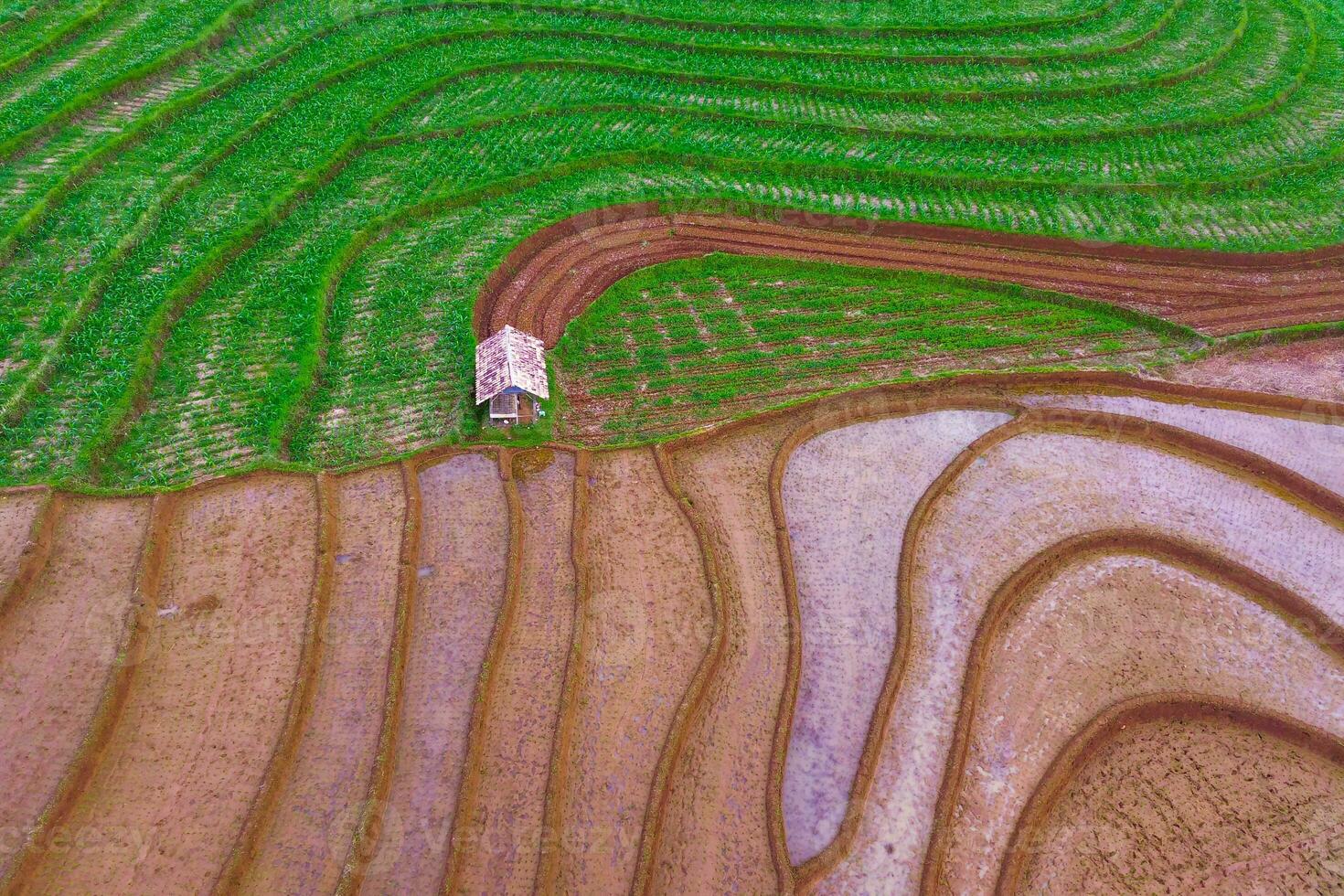 Beautiful morning view indonesia Panorama Landscape paddy fields with beauty color and sky natural light photo