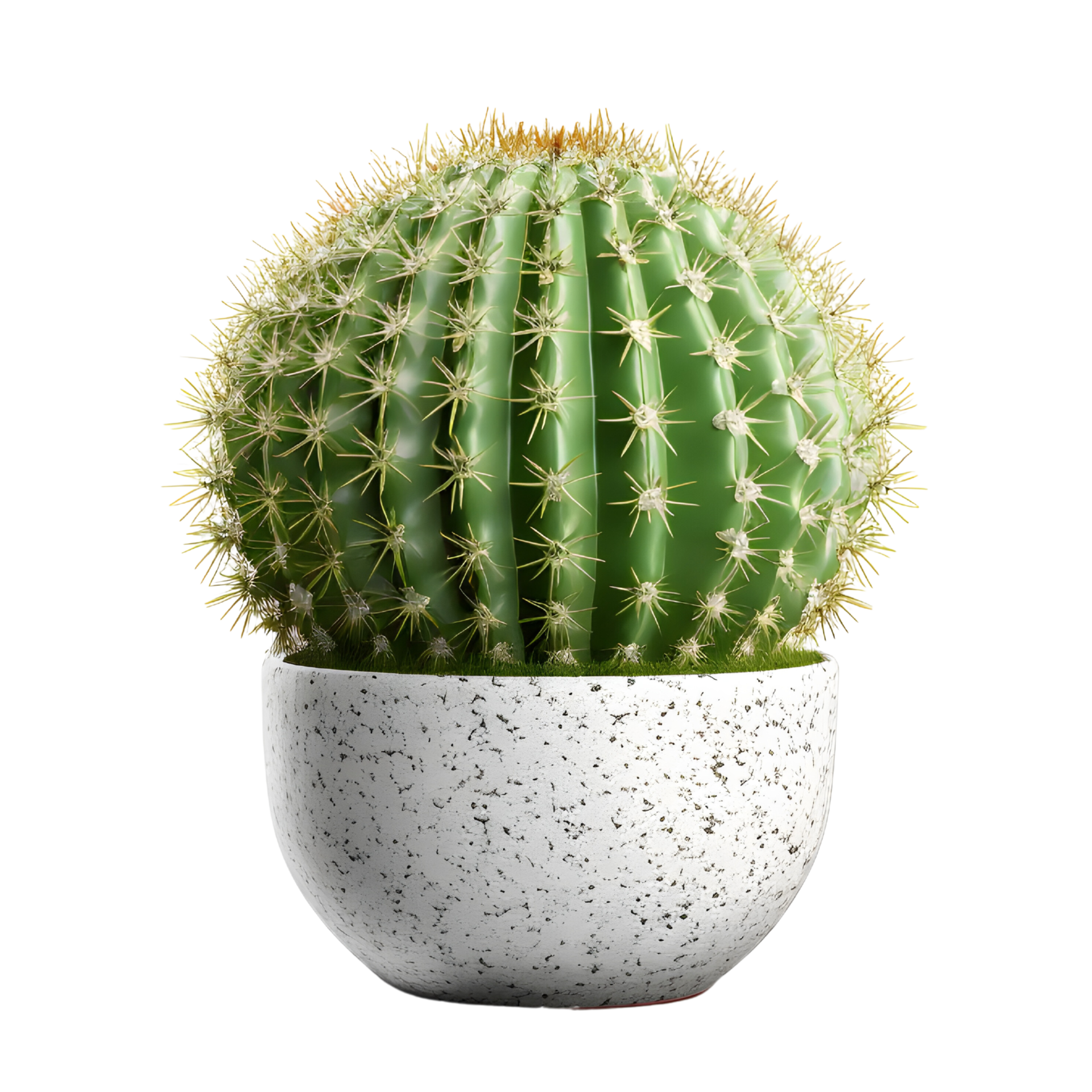 Potted Cactus png images