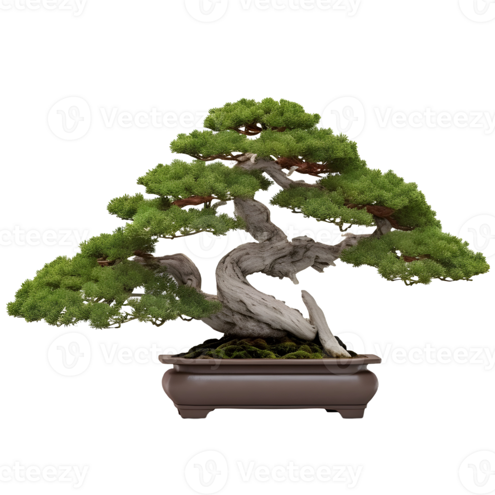 Green bonsai tree in a pot. AI Generated png