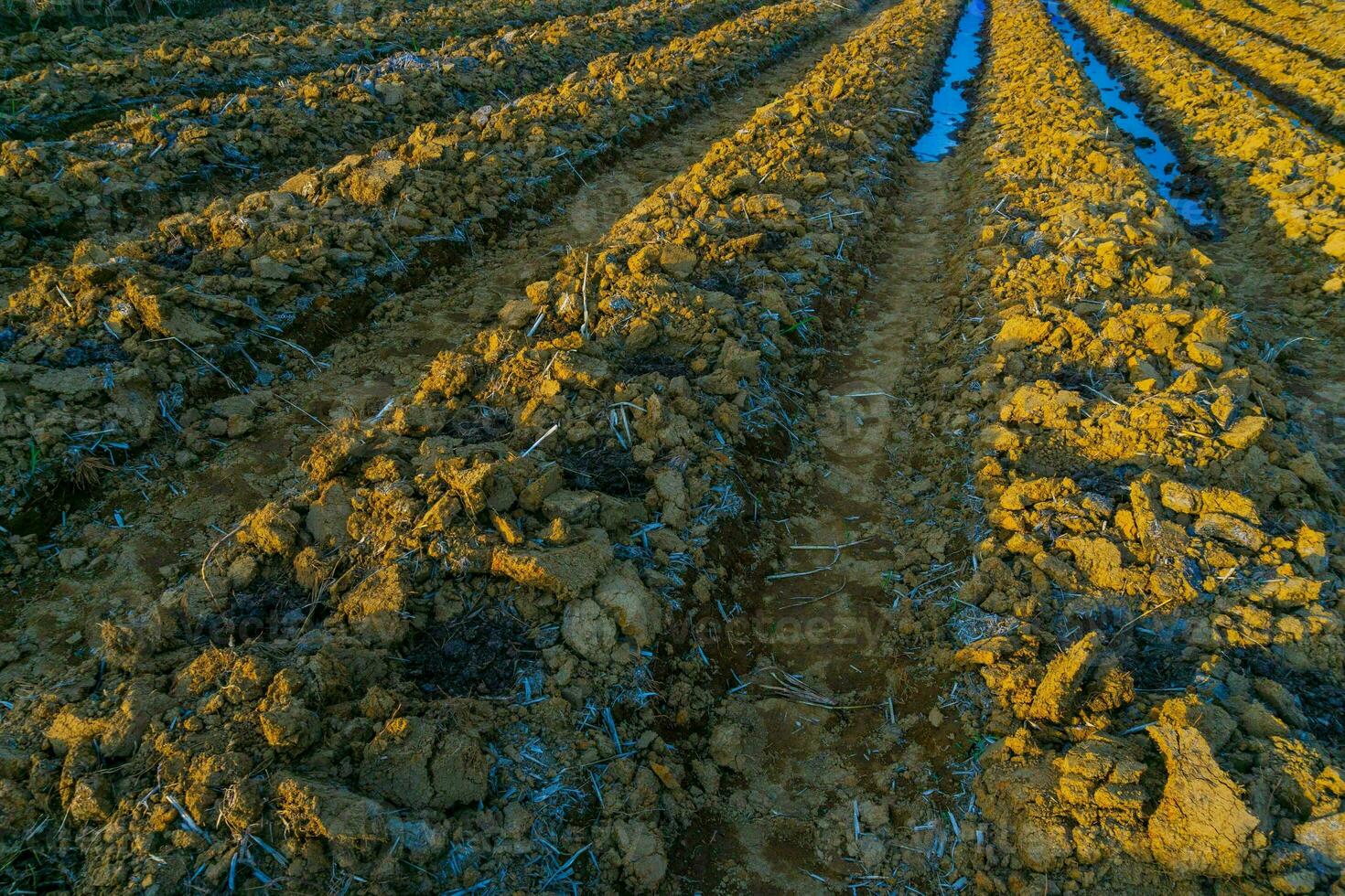 hermosa vista de la mañana indonesia panorama paisaje arrozales con color de belleza y luz natural del cielo foto