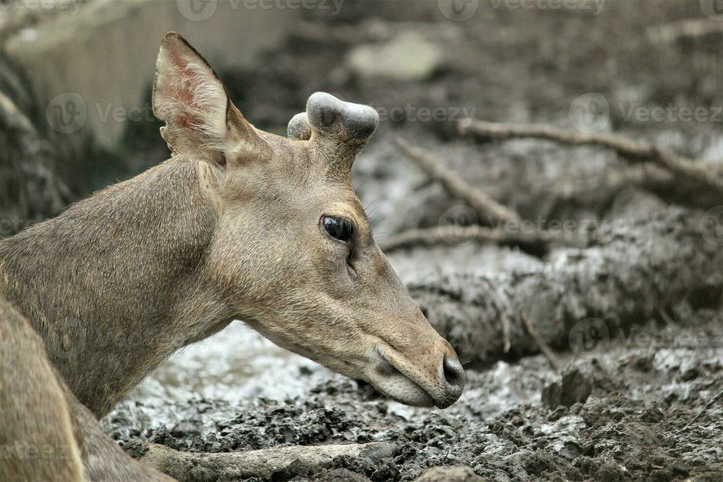 herd of deer in the zoo with animals theme photo