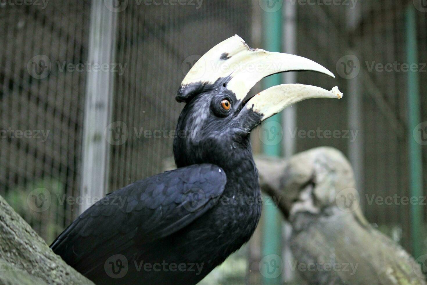 Bucerotiformes birds in the zoo photo