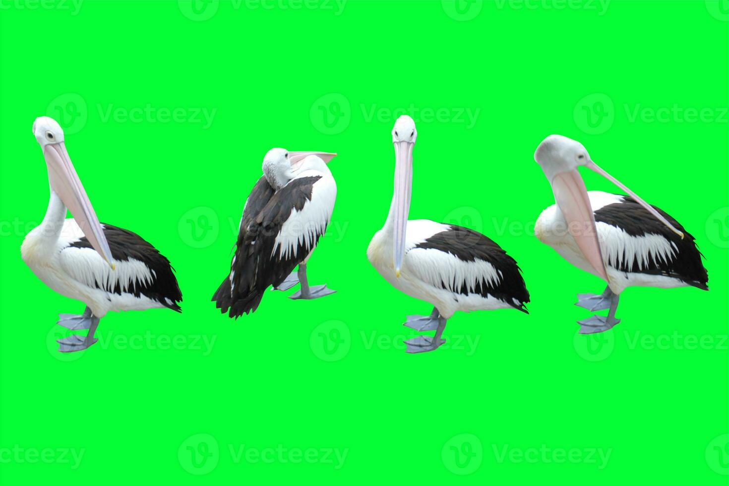 collection of pelicans on a green background photo