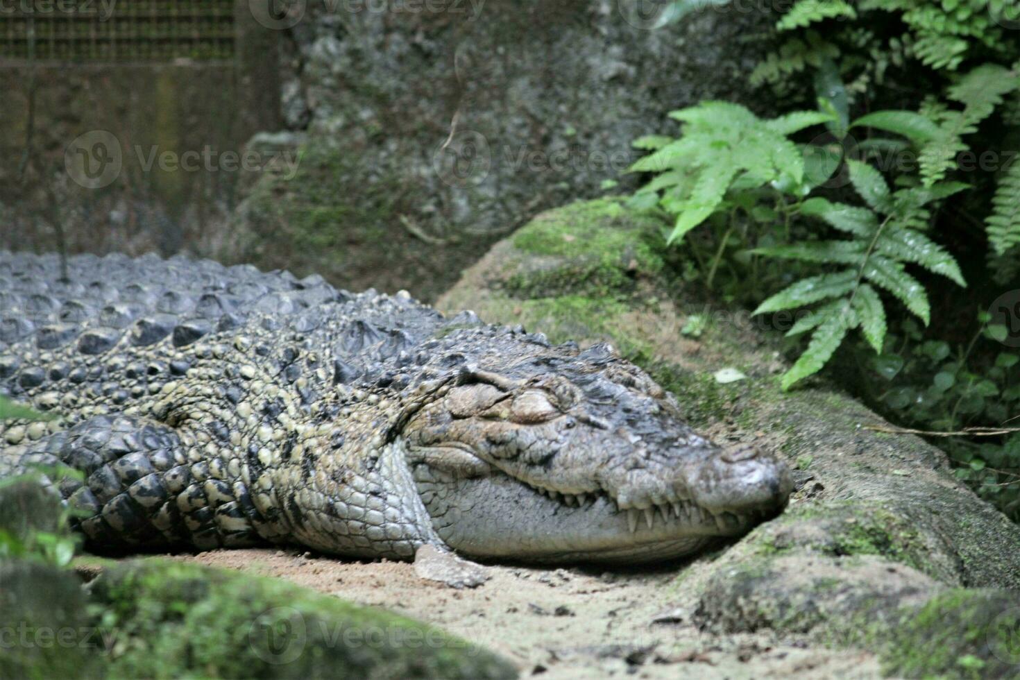 crocodile in a zoo with the theme of animals and nature photo