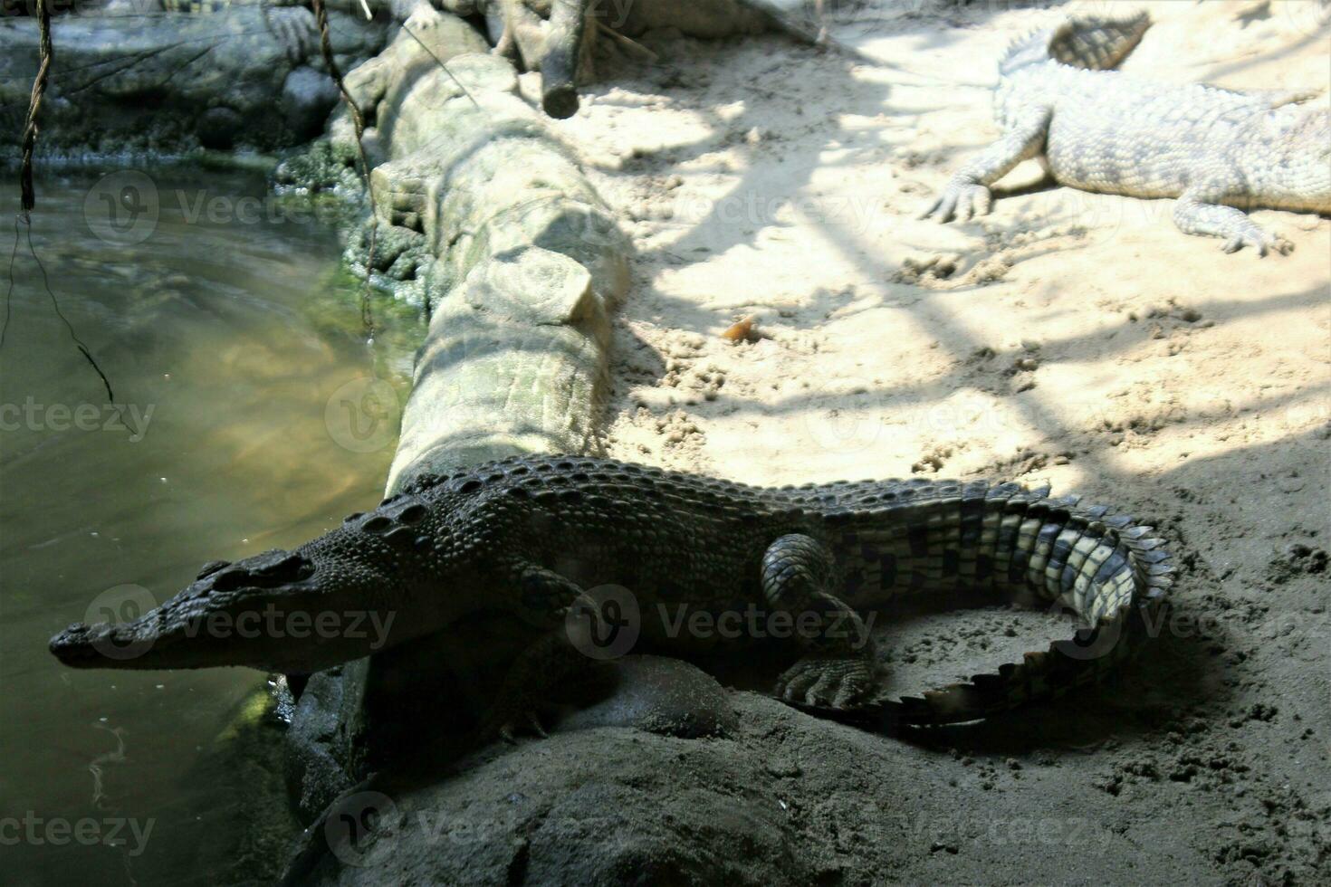 crocodile in a zoo with the theme of animals and nature photo