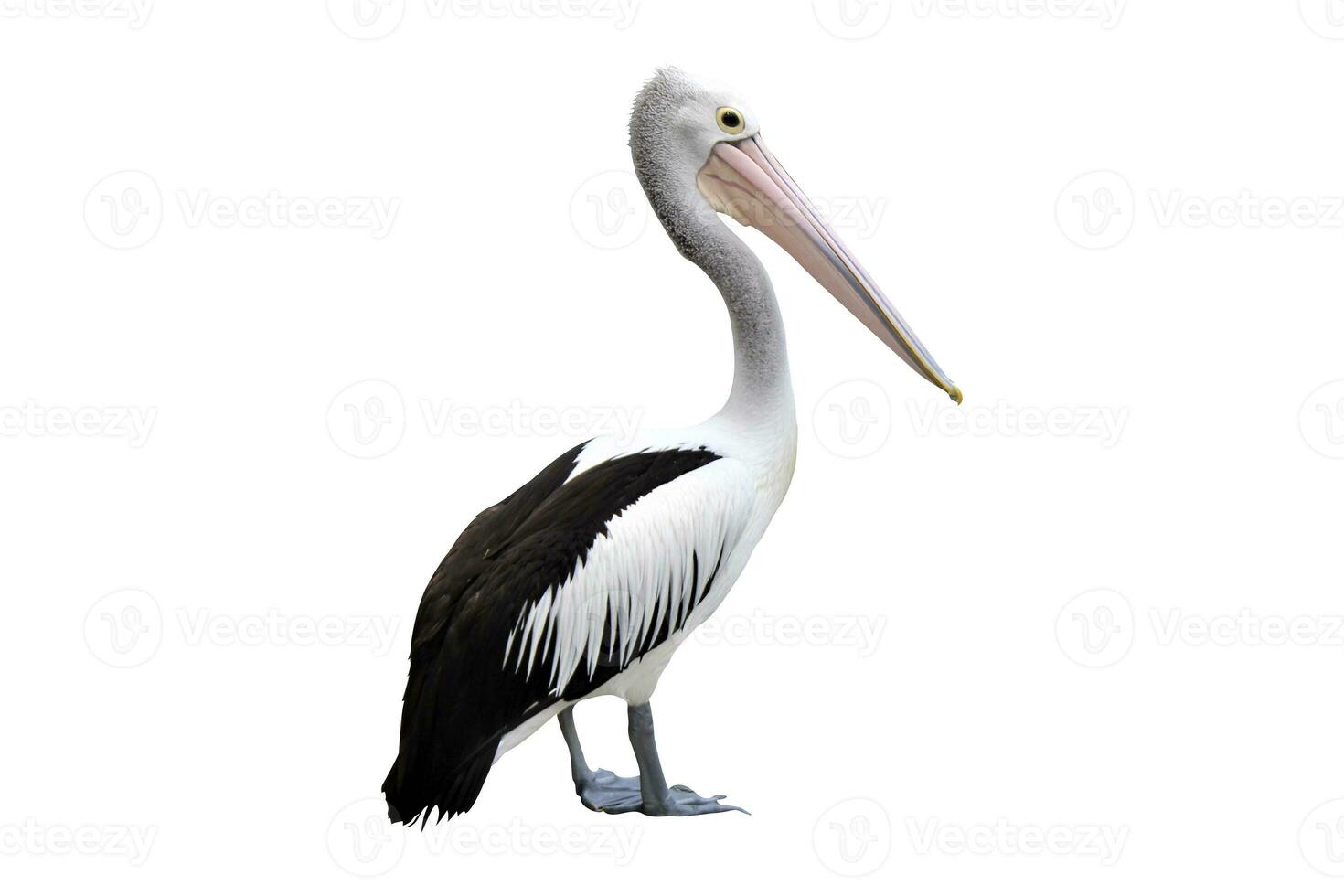 pelican on a white background photo