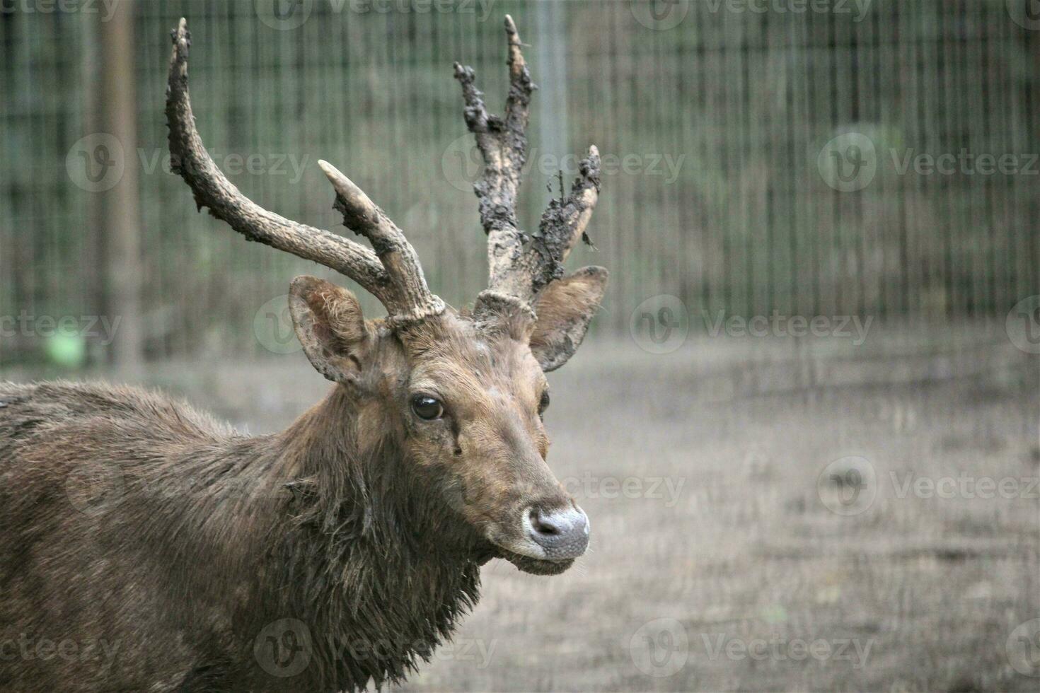 herd of deer in the zoo with animals theme photo