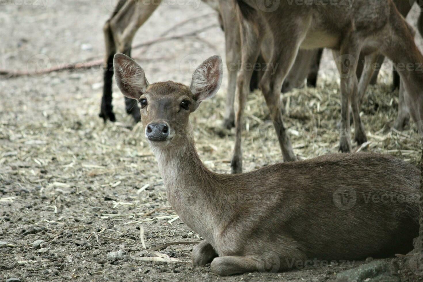 herd of deer in the zoo with animals theme photo