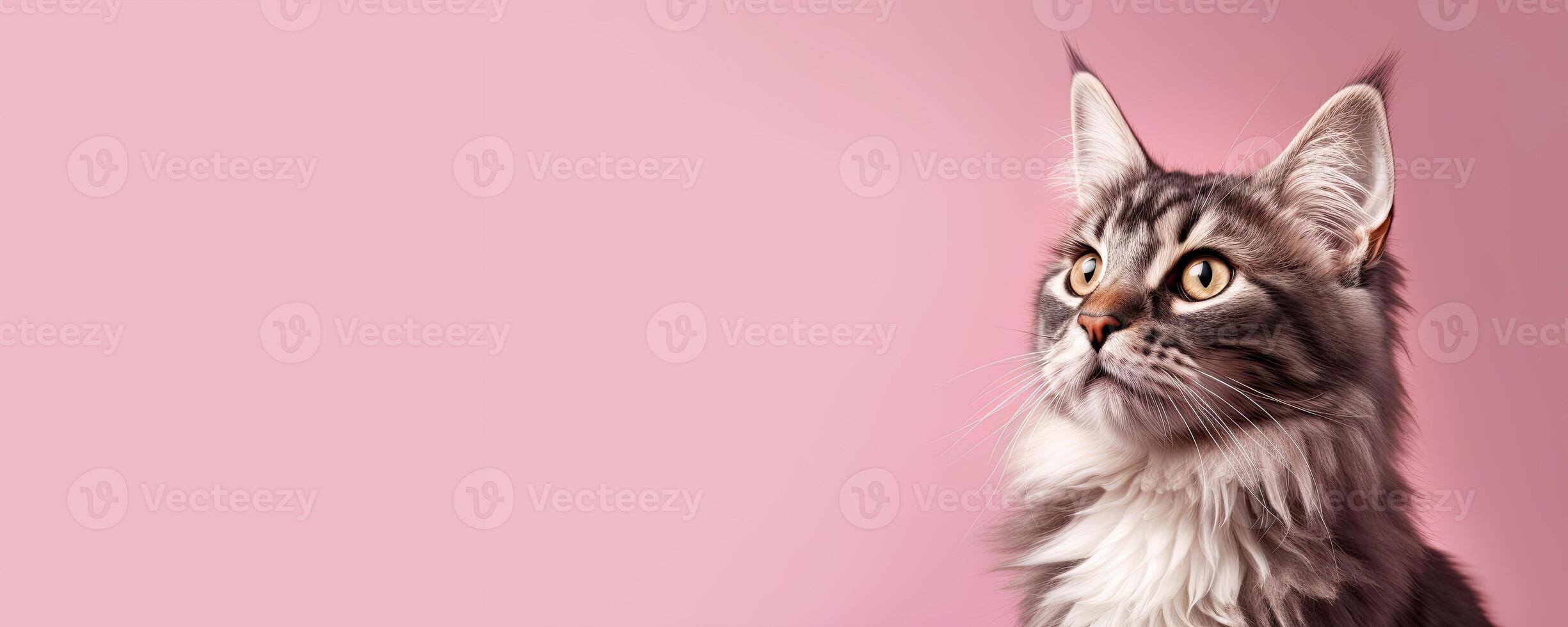 Maine Coon cat against a pink background, photo