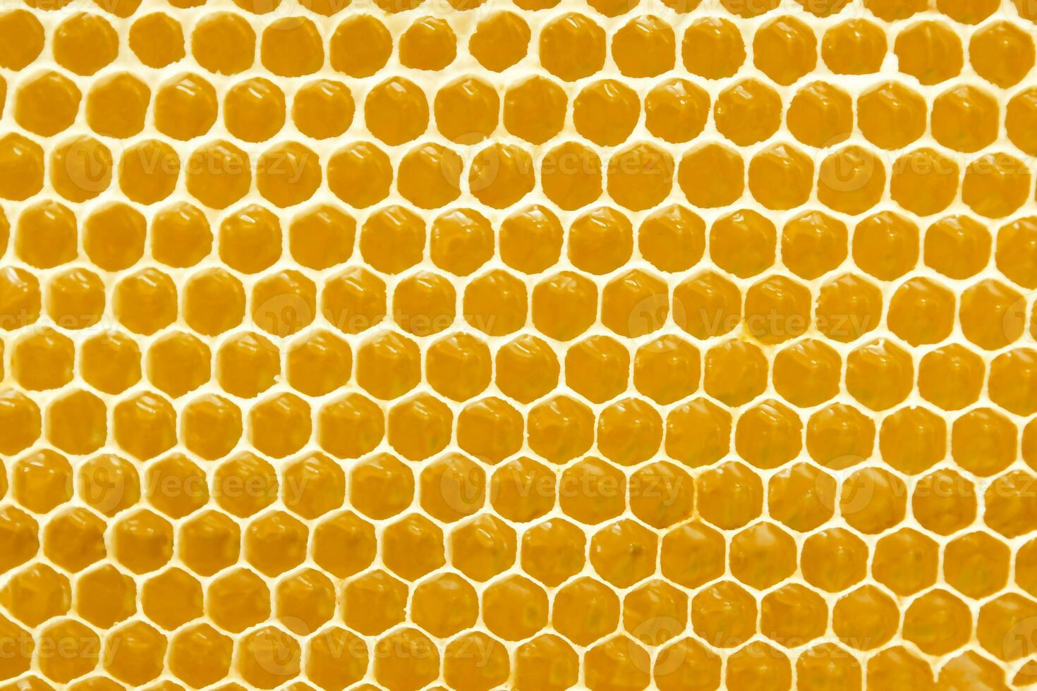 Honeycombs with sweet golden honey on whole background, close up. Background texture, pattern of section of wax honeycomb photo