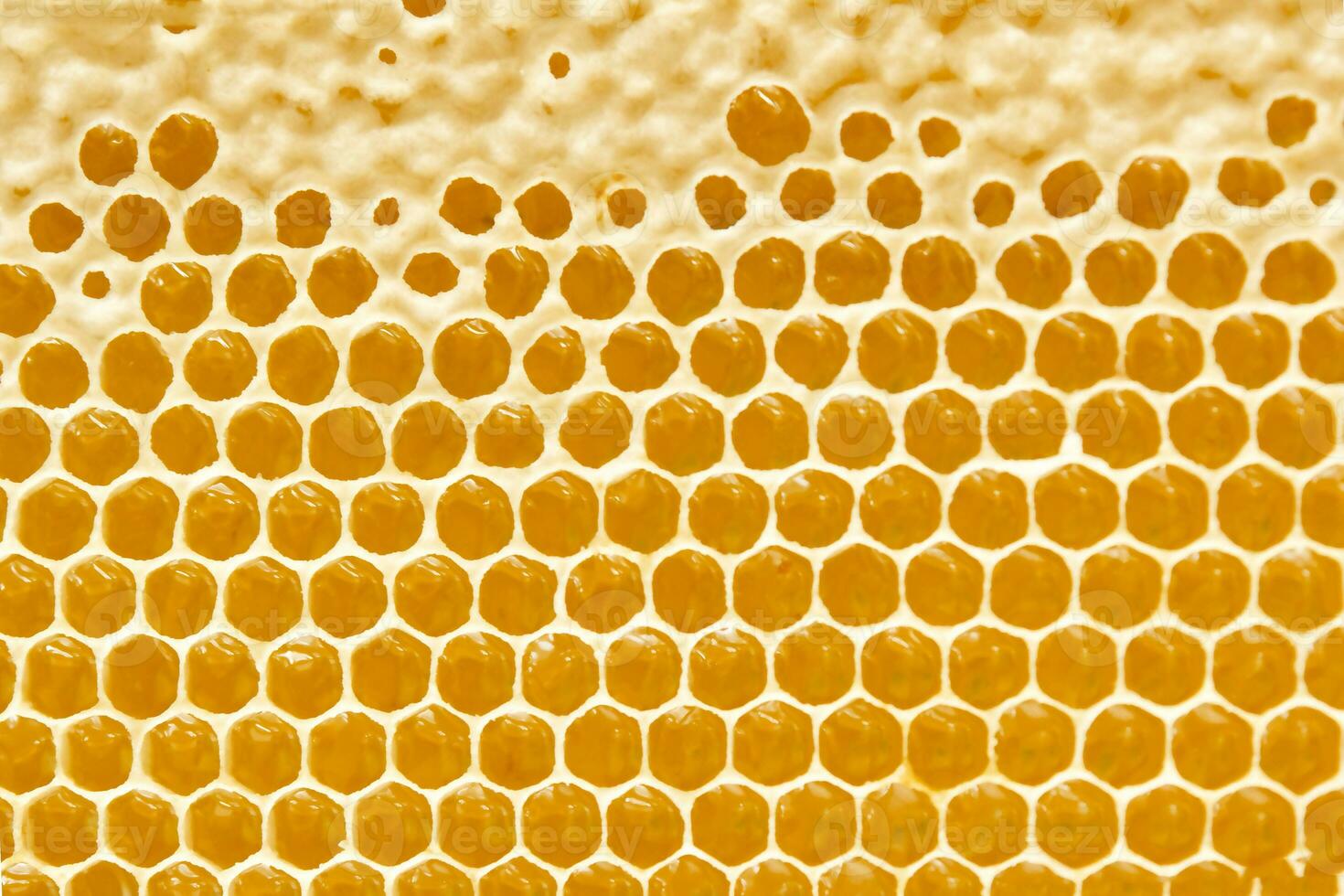 Honeycombs with sweet golden honey on whole background, close up. Background texture, pattern of section of wax honeycomb photo