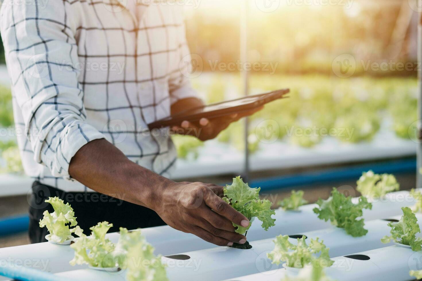 Farmer Plantation checking quality by tablet agriculture modern technology Concept. Smart farming, using modern technologies in agriculture. Man agronomist farmer with digital tablet computer. photo