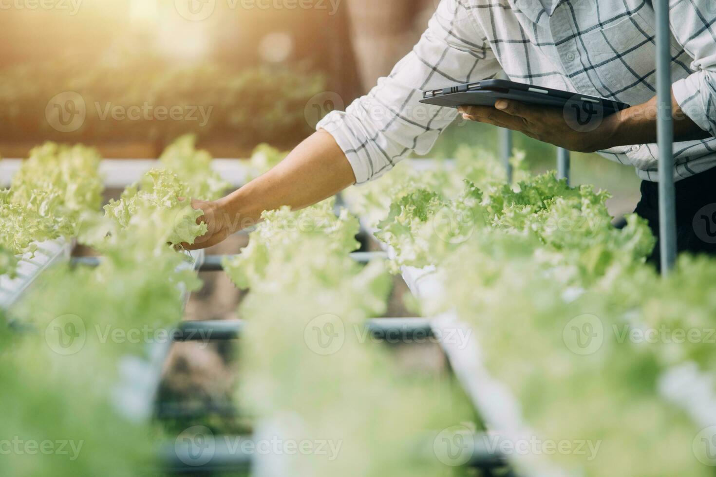 Farmer Plantation checking quality by tablet agriculture modern technology Concept. Smart farming, using modern technologies in agriculture. Man agronomist farmer with digital tablet computer. photo