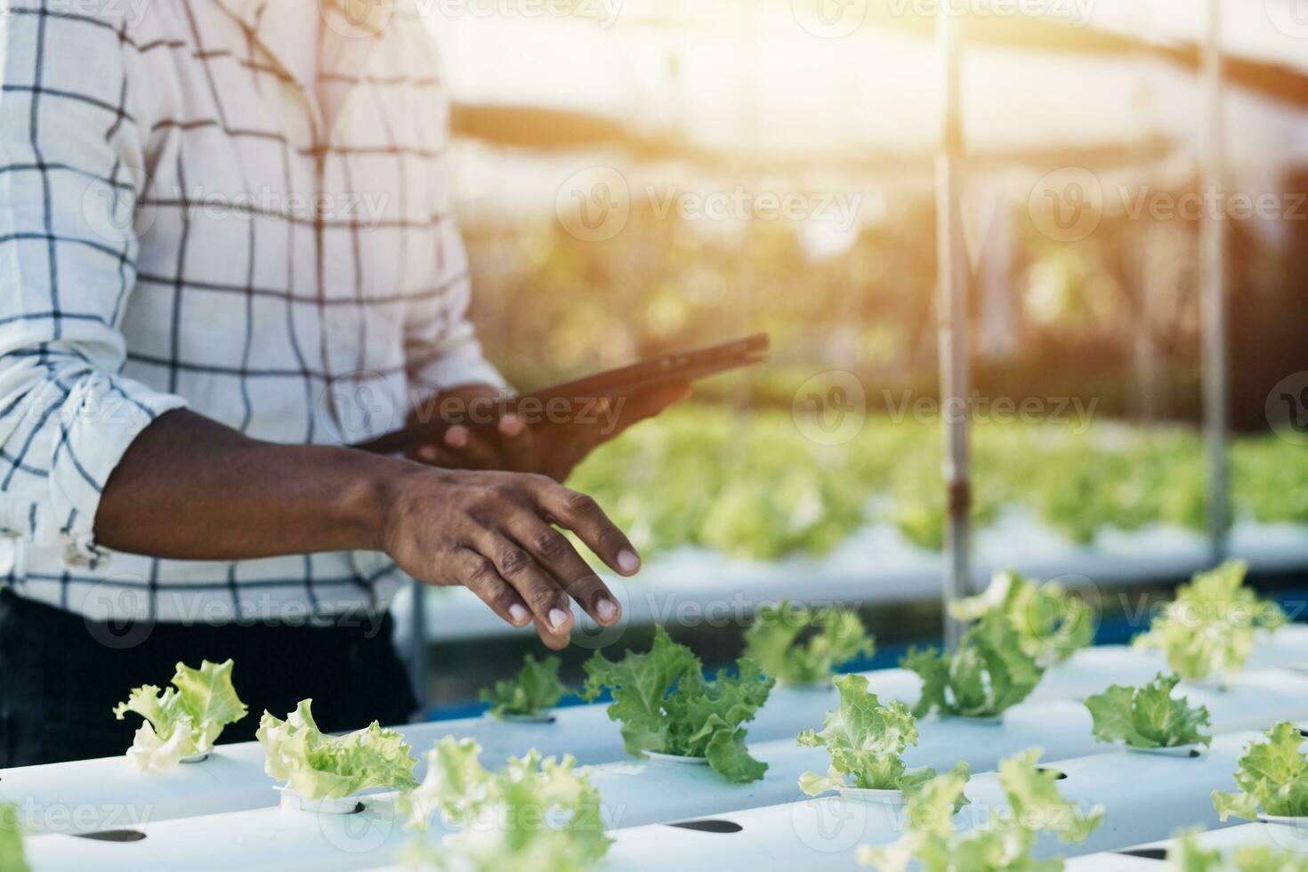 Farmer Plantation checking quality by tablet agriculture modern technology Concept. Smart farming, using modern technologies in agriculture. Man agronomist farmer with digital tablet computer. photo