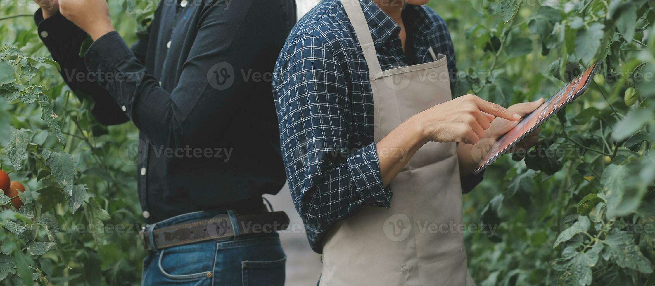 woman in the hydroponic vegetable farm grows wholesale hydroponic vegetables in restaurants and supermarkets, organic vegetables. new generations growing vegetables in hydroponics concept photo