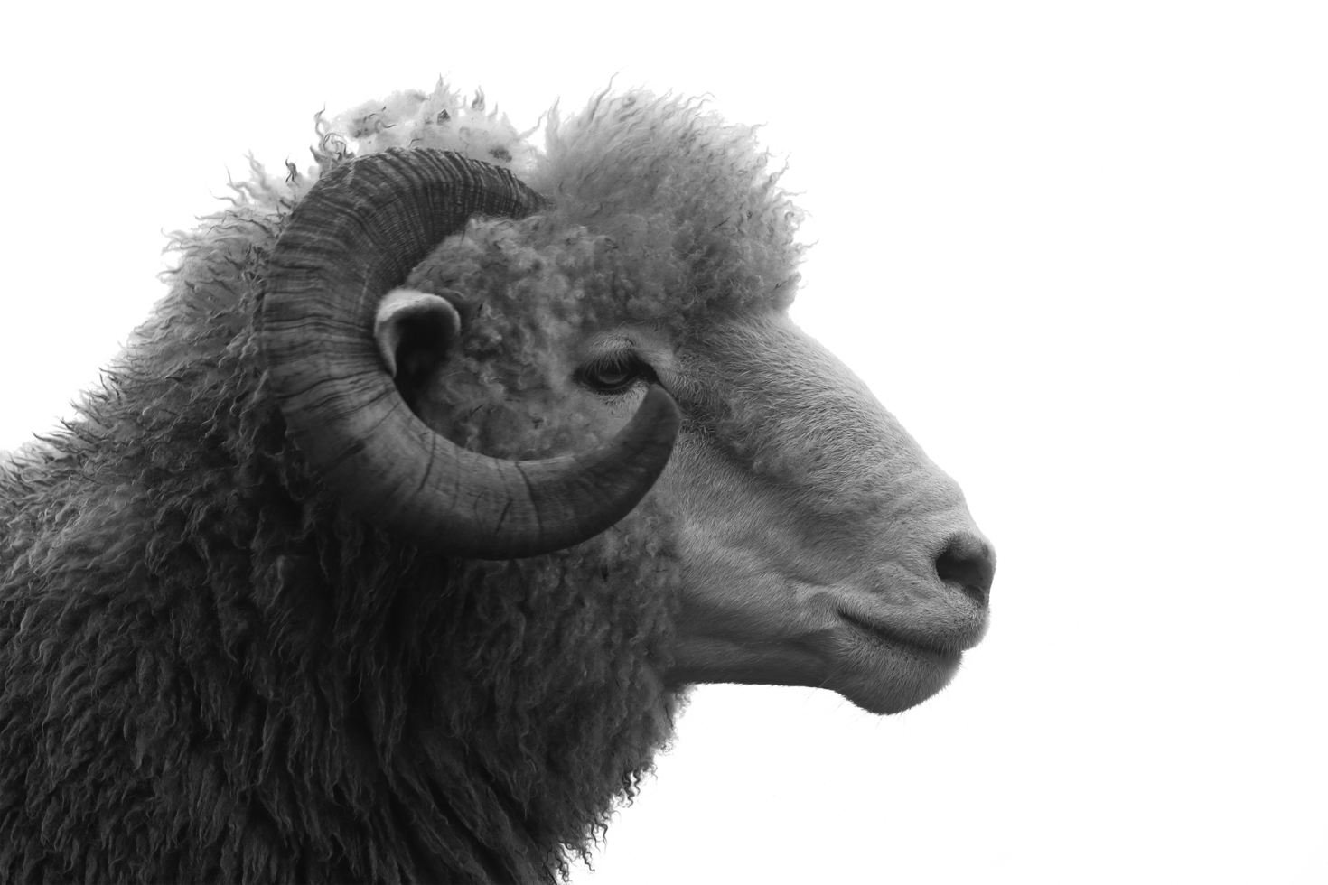 Sheep Png Transparent Background