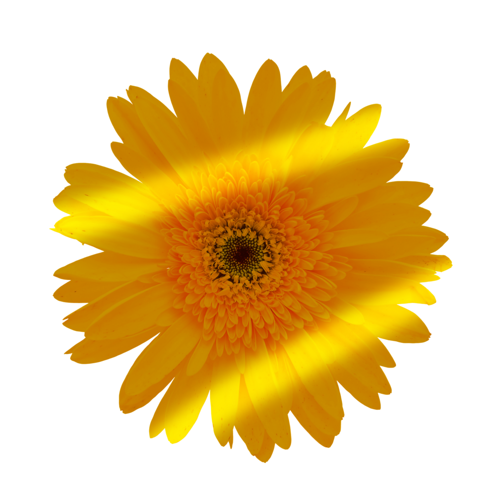 yellow flower png 24983751 PNG