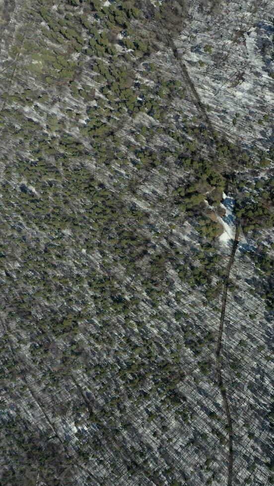 Bird's eye view on a small forest. photo